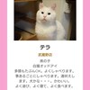 猫が来る
