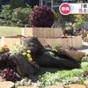 『くまもと花博２０２４』始まる    