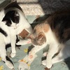 里親募集です🐱