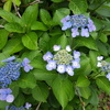 紫陽花が見ごろ