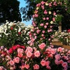 砧公園の薔薇