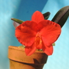 Cattleya Yellow Fire