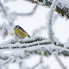 風交り雪は降りつつ･･･巻第10-1836～1838