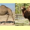 ラクダのこぶは脂肪：web動物図鑑