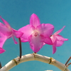 Dendrobium parishii (Petaloid) `Kirameki'