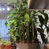 土に植えた生姜から芽が生えてきてたけど、枯れていたので掘り起こしてみたら…