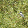 Belted Kingfisher