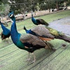 相城区にある植物園「蘇州中国花卉植物園」