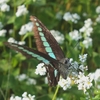 ソバ畑のチョウ