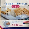 猫の暑さ対策に必須！ペピイソフトクールマットの効果を検証