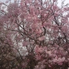 ２０１５東京の花見を２０回経験した男が語る！夜桜の穴場スポット