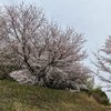 大きくて低い桜の木の下で