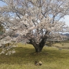 根尾谷淡墨桜・寺尾ヶ原千本桜