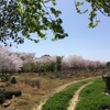 畑の桜は満開だった。