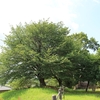 希望ヶ丘公園の葉桜・・