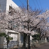 市内の桜を愛でに行く　～小さな公園の桜たち～