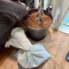 観葉植物の土んとこにハスクチップ（ヤシの実の外皮）を敷いたらカッコ良くなった