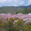 路地裏桜2018～「最後です」