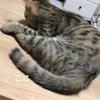 こんなに大きくなりました🐈