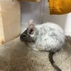 しろごまあん833日目