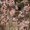 土浦大師の桜・・