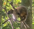 【オーストラリアの動物】キノボリカンガルーとエコツーリズム