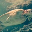 hatorix-ooya-man’s blog