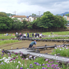 少し離れた町の「花菖蒲園」へ。