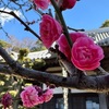 梅・紅梅・白梅を詠んだ短歌２　　紅梅の濃きくれなゐのなかなかに物思ふ色を包みかねつも　伊藤左千夫　　紅のこぞめと見えし梅の花さきの盛りは色薄かりけり　正岡子規　　今すぎし小靴のおとも何となく身にしむ夜なり梅が香ぞする　与謝野鉄幹　　としふりて幹のなかばに朽ちてなほ花咲く梅に品ぞそなはる　岡麓　　つくづくと憂にこもる人あらむこのきさらぎの白梅の花　斎藤茂吉　　梅が香はこのもかのもに暖かき山懐（ふところ）やゆく人もなし　尾山篤二郎　