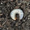 カブトムシの幼虫
