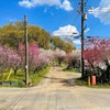 やったぜ花桃。