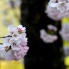 艶やかな桜