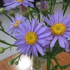 変化していく空、秋めく花