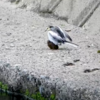 玉乗りハクセキレイ？！野鳥の珍しい行動・しぐさ