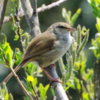 ウグイスの初鳴きがありました　例年よりも10日も早い初鳴きです