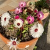 98円の花