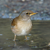 近所で鳥を見た日記（２０２１　０２０６）その３。