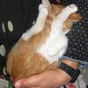 みかん