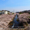 地元の桜の名所