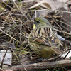 近所の公園に鳥を見に行った日記。（２０２２　０２２３）その３。