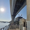 2024年10月13日平潟湾周辺、ハゼ調査