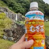 夏ゴルフのキーワードは“麦”かもしれません