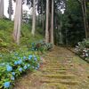 そうだ、紫陽花を撮りに行こう　再び大安禅寺の巻