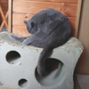見事な猫背 。【 動画 】