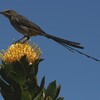 オナガミツスイ(Cape Sugarbird)