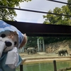 #上野動物園#アルン