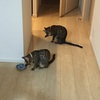 同じ行動をする猫たち