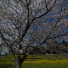 桜、満開(*^_^*)