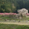 本郷の瀧桜（又兵衛桜）