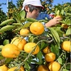 秋の空に輝く実り　熊本・玉名　ミカン狩り最盛期